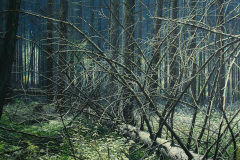 2005-Gemaelde-Wald-200-x-300-cm-Oel-a.-lw.-2005-
