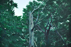 H.-MORGENLAND-170-x-230-cm-Öl-a.lw_.-2014